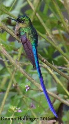 Violet Tailed Sylph