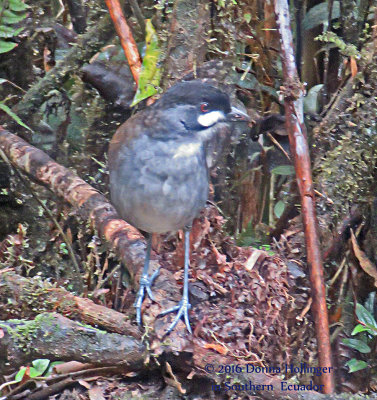 Joco Toco Antpitta