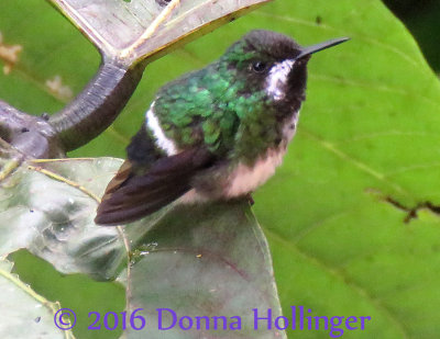 Green Thorntail (they are only 2.5 inches tall!)