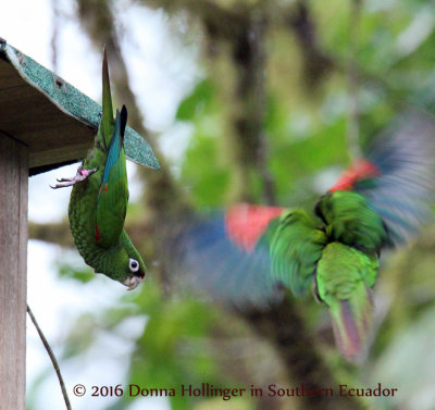 Mom and Me (baby oro parakeet with Mother flying)