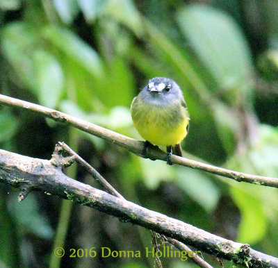 Ornate Flycatcher!