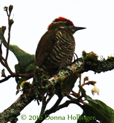 750.8028 Woodpecker.copy.jpg