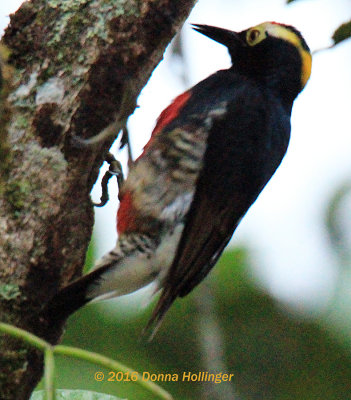 Yellow-tufted Woodpecker