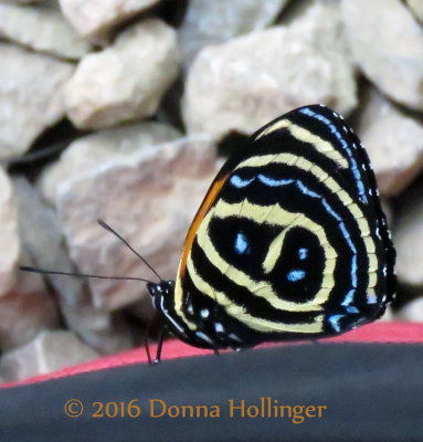 A Butterfly -  Callicore-astarte
