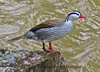 Torrent Duck (Merganetta armata)