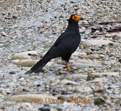 Black Caracara