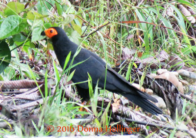 Black Caracara  Daptrius ater