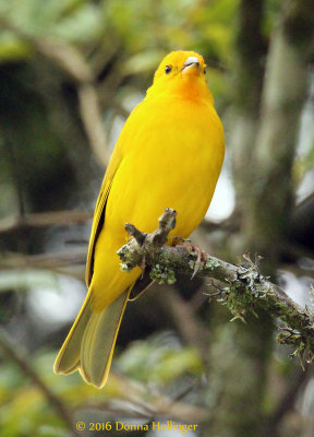 Saffron Finch