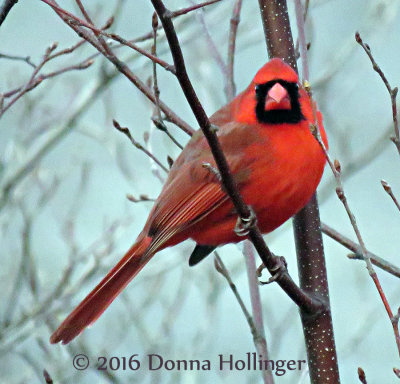 Male Cardinal on a tree near home