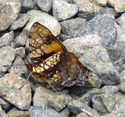 Brown and Blue Butterfly