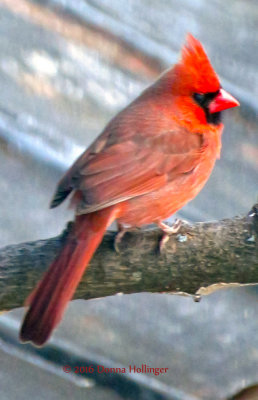 Male Cardinal on My Neighbor's Garage Roof