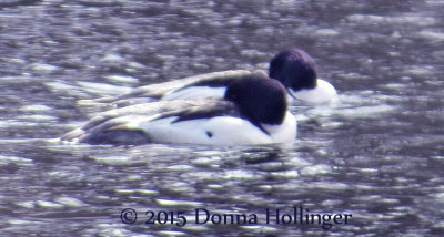 Sleeping Mergansers on the Charles River