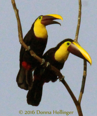 Two Chestnut-Mandibled Toucans