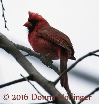 Male Cardinal on a tree near home