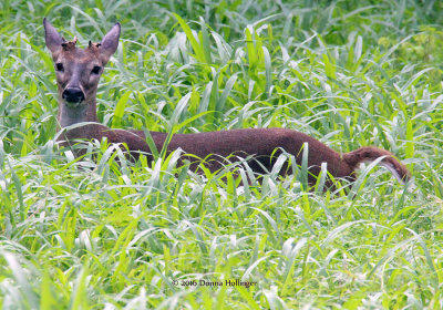 White-Tailed Deer