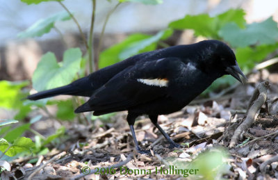 Redwinged BlackBird