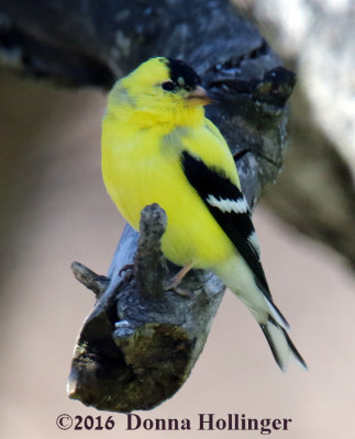 Almost GOLD Finch