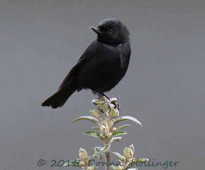 Black Flower Piercer