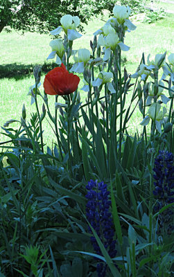 Poppy, Iris and Lupine