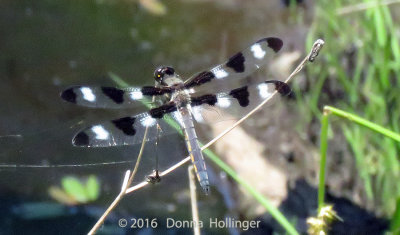 12 Spotted Skimmer Dragonfly