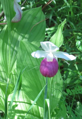 Regina Cypripedium