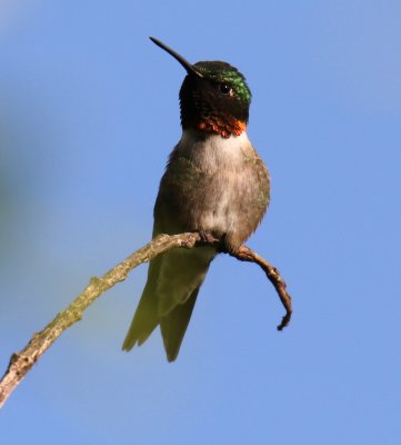 Ruby Throated Hummingbird