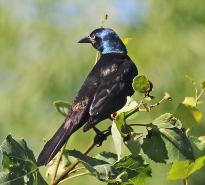 Irridescent Feathers on a Grackle