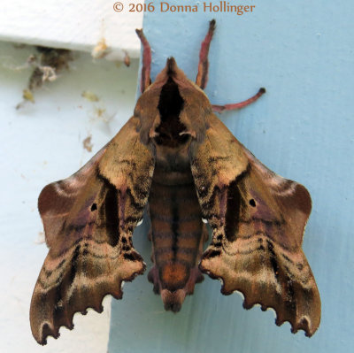 Paonias excaecata, Blinded sphinx moth