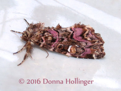 Callopistria mollissima! Pink-shaded fern moth