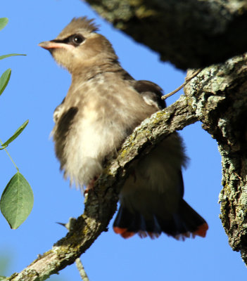 Baby Cedar Waxwing, See his red tail?