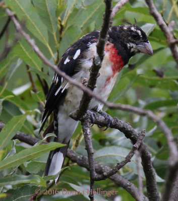 An Immature RB Grosbeak, turning into a Male
