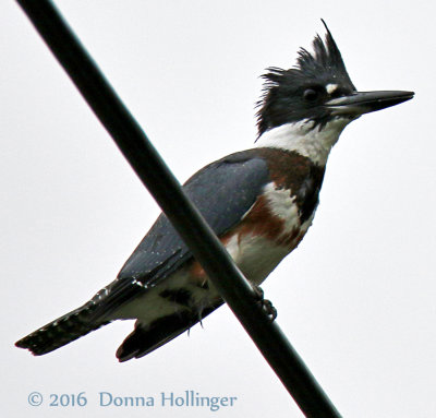 Belted Kingfisher (female)  on a wire at Kendall Station Norwich
