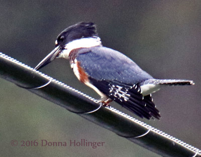 Female Belted Kingfisher