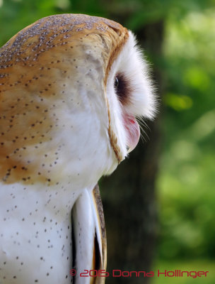 Closeup of the Barn Owl At VINS