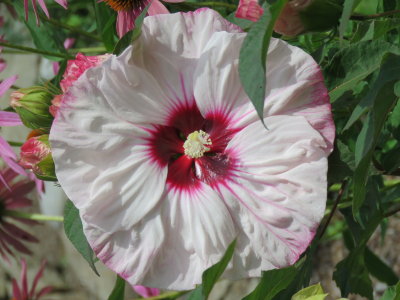 Dinnerplate Sized Hibiscus 2016
