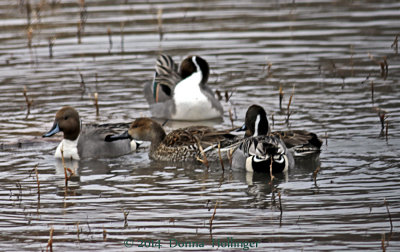 Five Northern Pintails Grooming