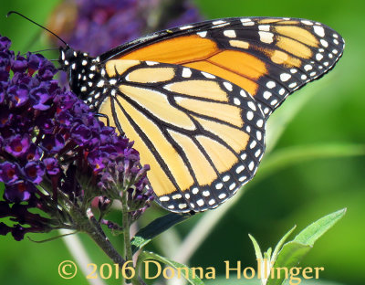 A Monarch Butterfly Came by to Visit