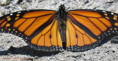 Monarch Butterfly today