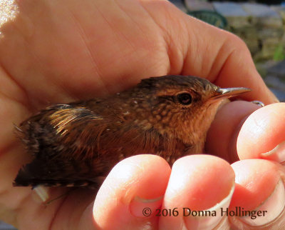 Winter Wren in my hand