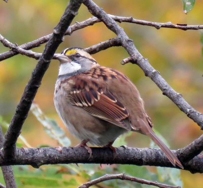 White Throated Sparrow