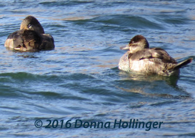 Ruddy Duck and a Pal