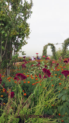 Celosia and vines in the Garden