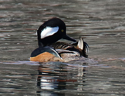 Hooded Merganser Turning