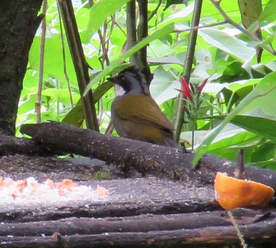 Strip-headed Brush-finch