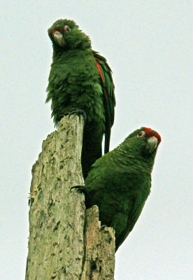 Two Oro Parakeets