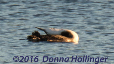 Yellow-billed Loon Sunning