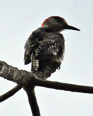 Very Wet Woodpecker Shaking off water