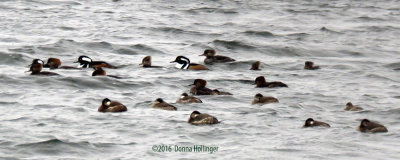 Hooded Mergansers and Ruddies