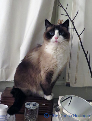 Lilicat on Martha's Dresser