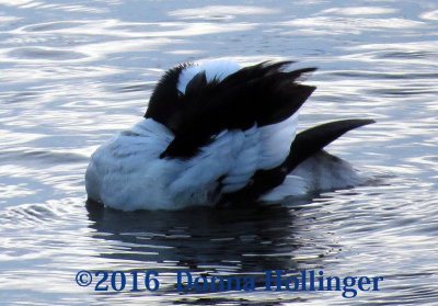 Bufflehead Moves